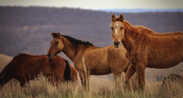 THE WILD horses of the Prairie National Wild Horse Refuge still roam free in Green Country Oklahoma, located between Bartlesville and the Woolaroc Museum &amp; Wildlife Preserve off Highway 123. (Photos by Dailyn Emery)